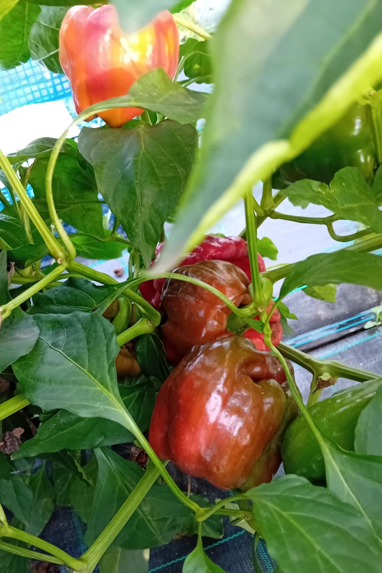 Răsad Ardei - Antep Aci Dolma