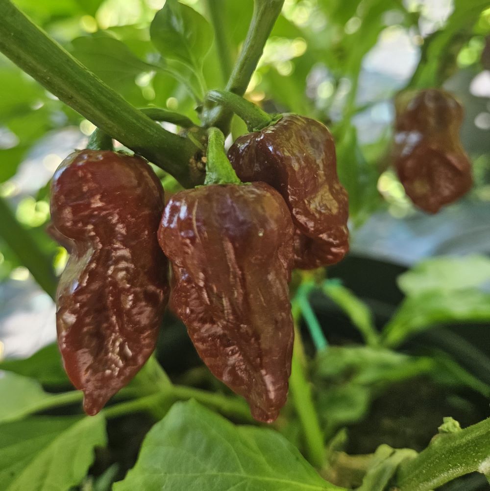 Răsad Ardei - Armageddon Chocolate