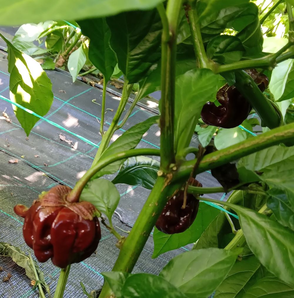 Răsad Ardei - BBG 7 RoughRider Chocolate