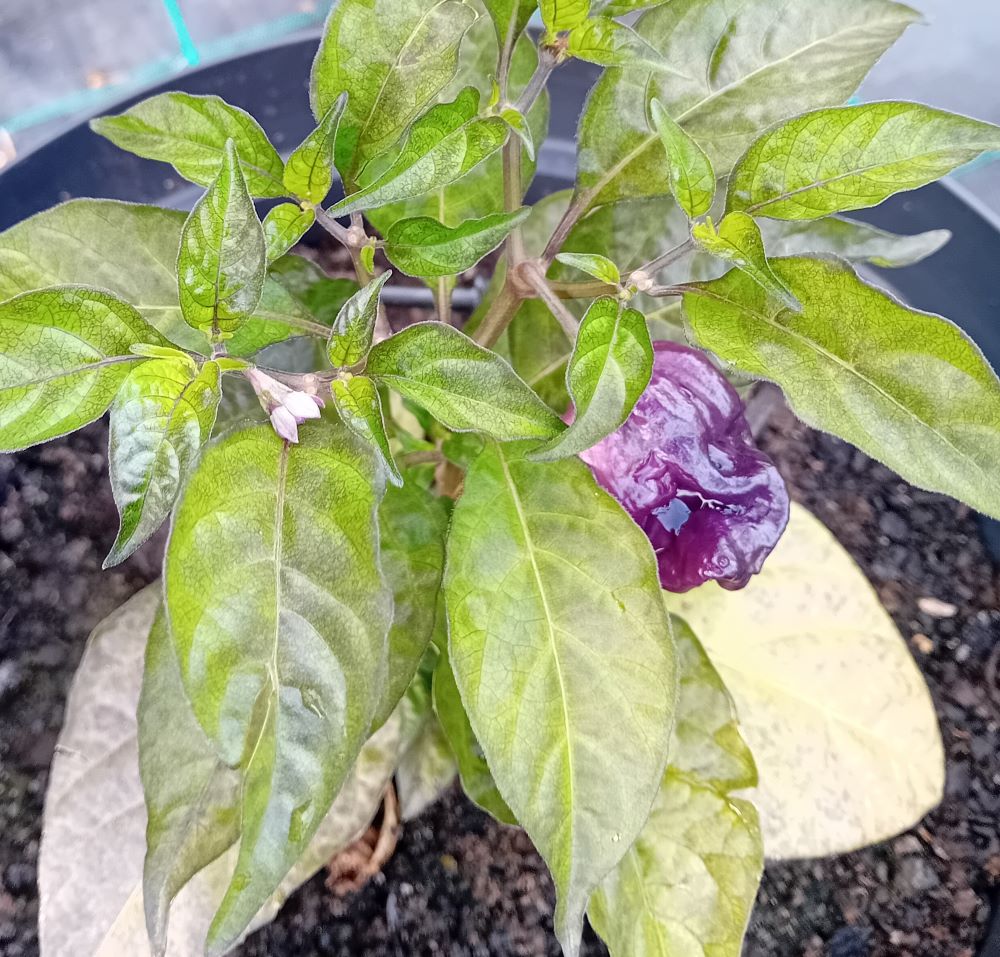 Răsad Ardei - Bhut Jolokia Purple