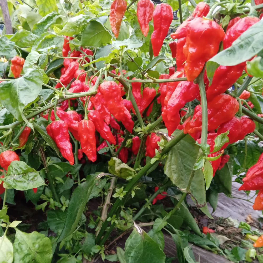 Răsad Ardei - Bhut Jolokia Red