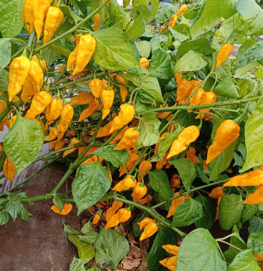 Răsad Ardei - Bhut Jolokia Yellow