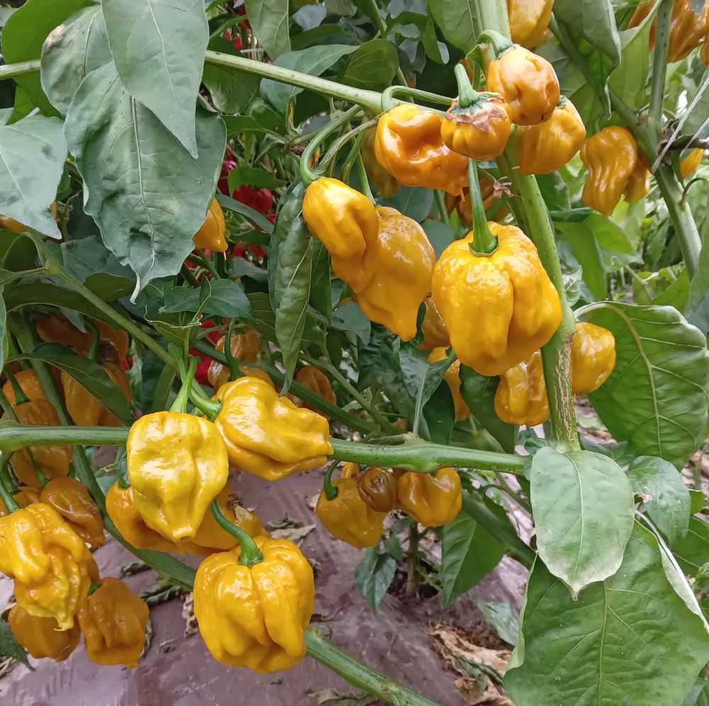 Răsad Ardei - Bhutlah Mustard