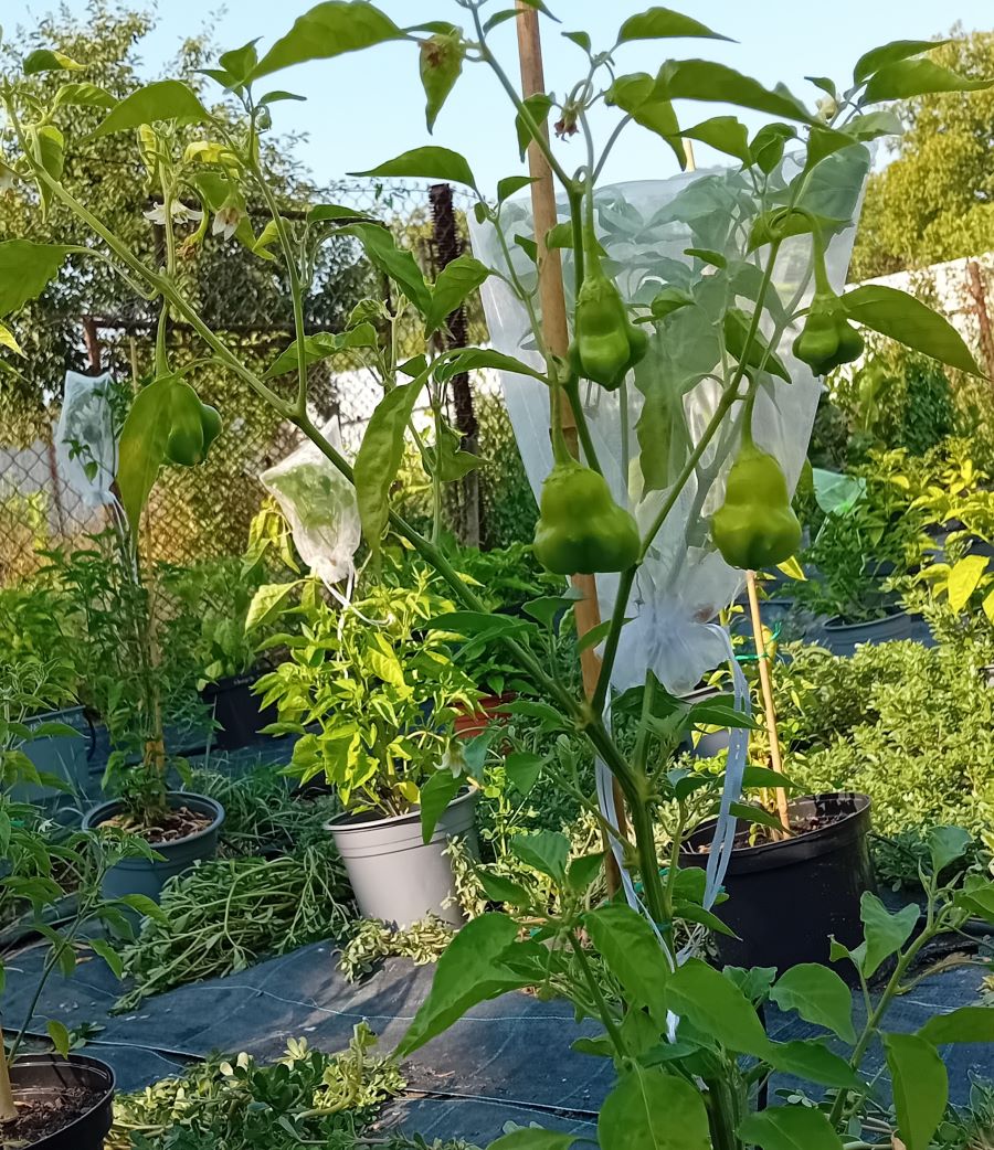 Răsad Ardei - Bishop's Crown