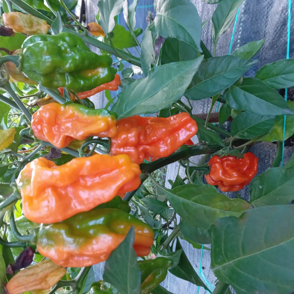 Răsad Ardei - Carbonero Orange