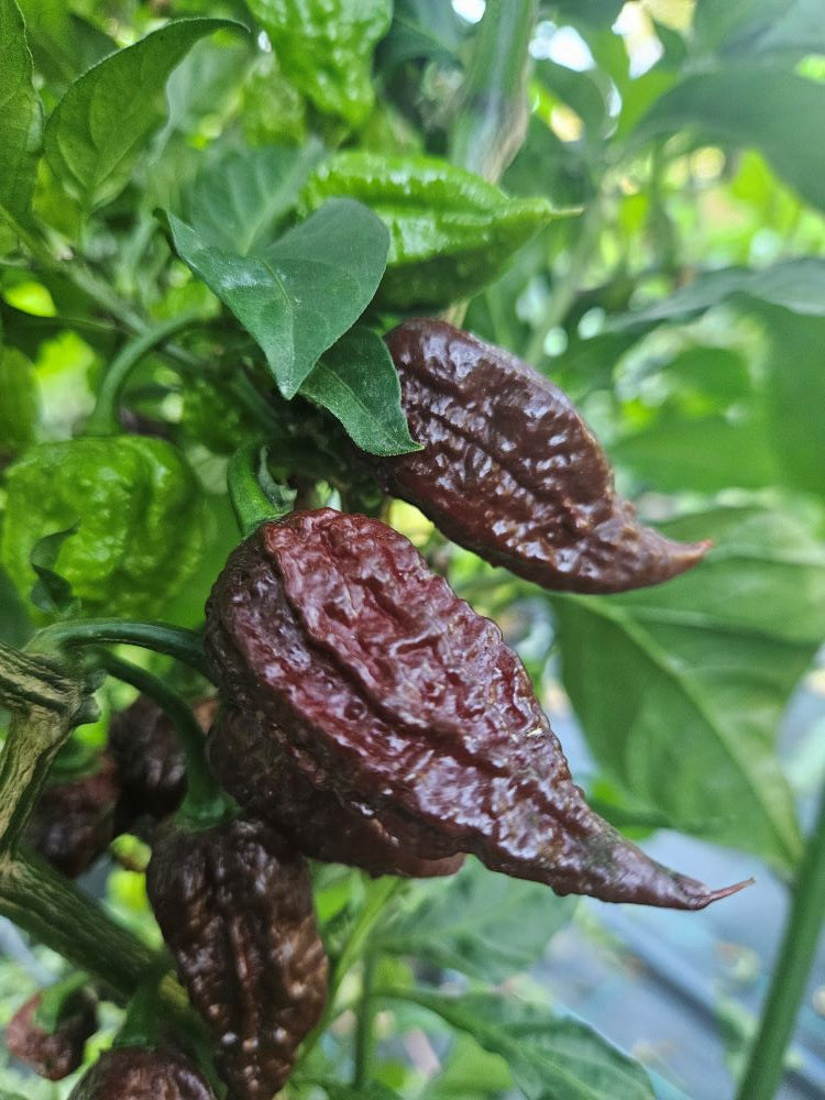 Răsad Ardei - Crazy Head Chocolate