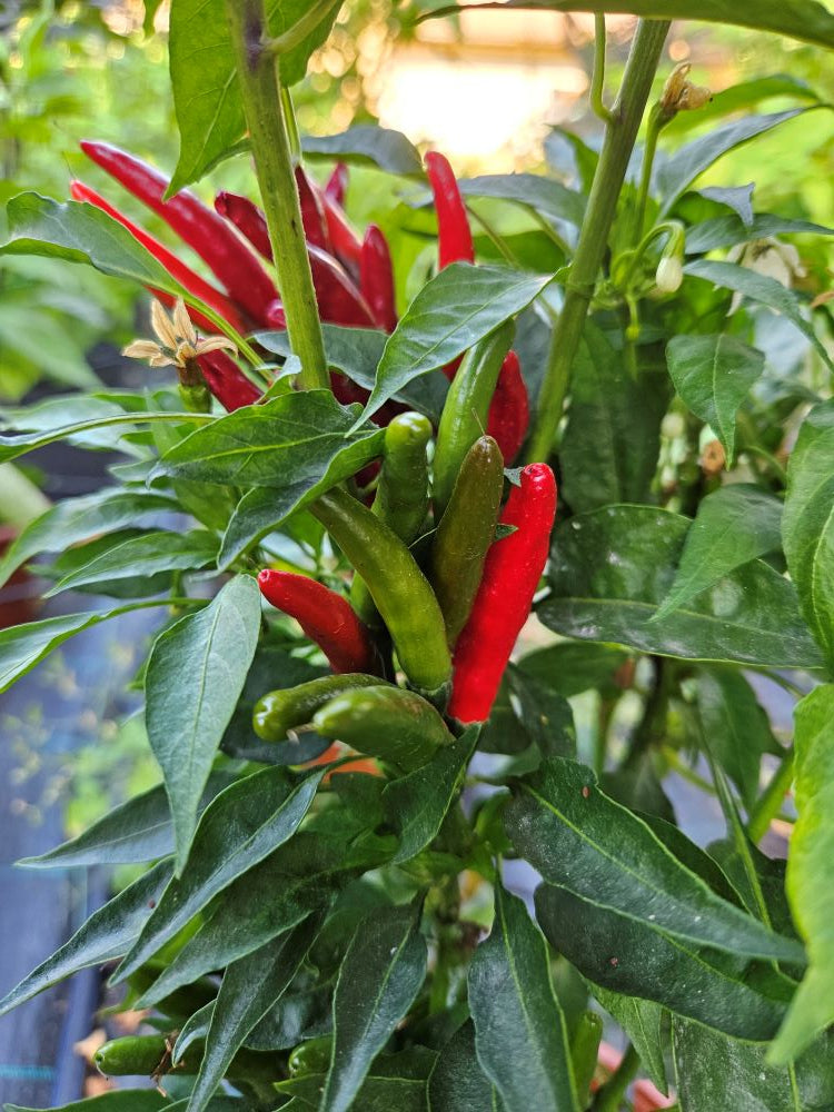 Răsad Ardei - De Arbol