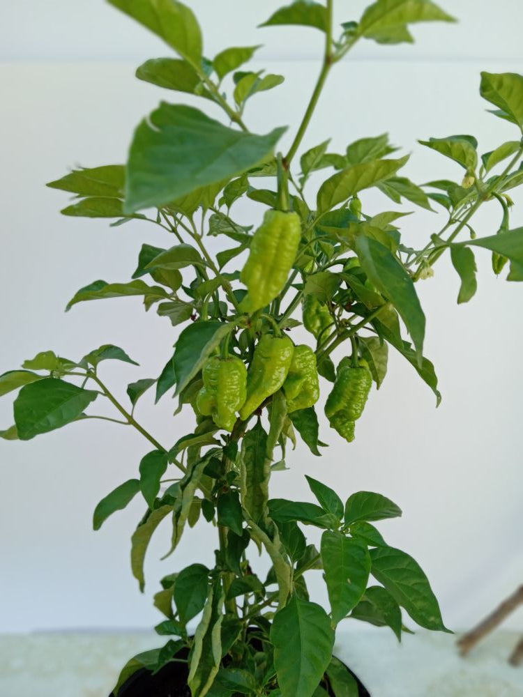 Răsad Ardei - Death Spiral Red