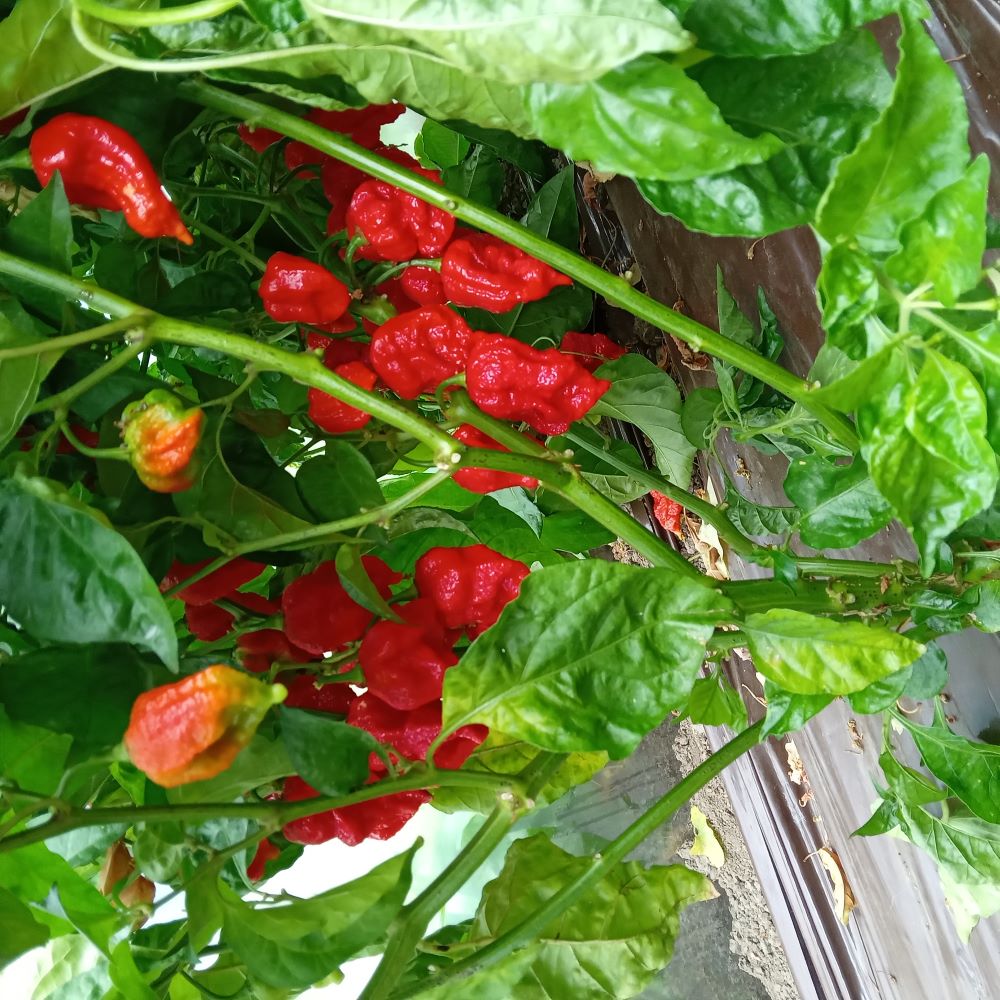 Seminţe Ardei - Jigsaw Premium