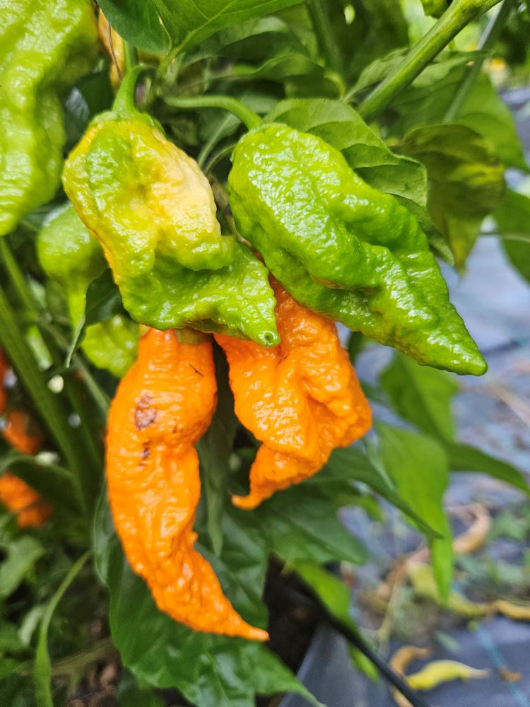 Seminţe Ardei - Nagagum Peach