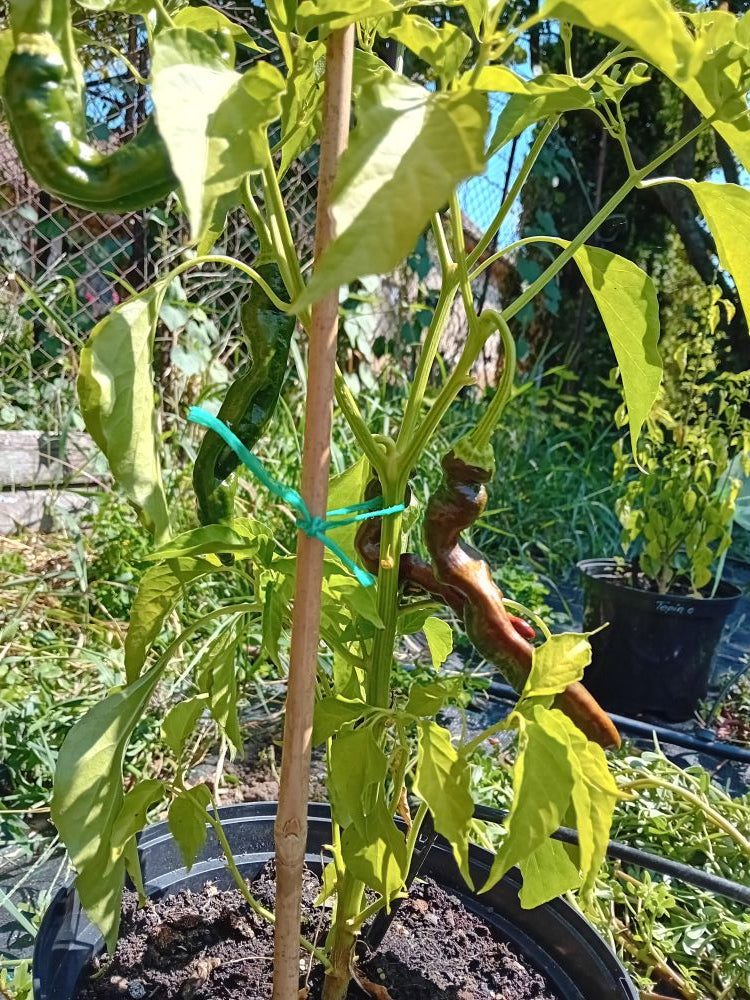 Seminţe Ardei - Pasilla Bajio