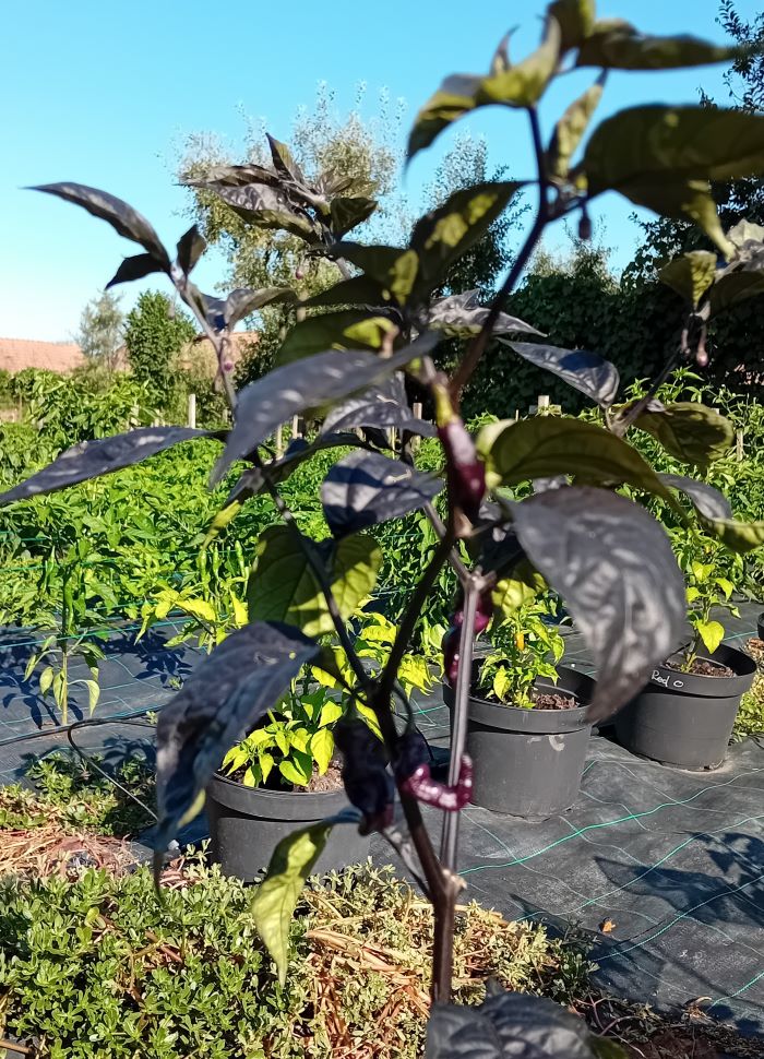 Seminţe Ardei - Pink Tiger