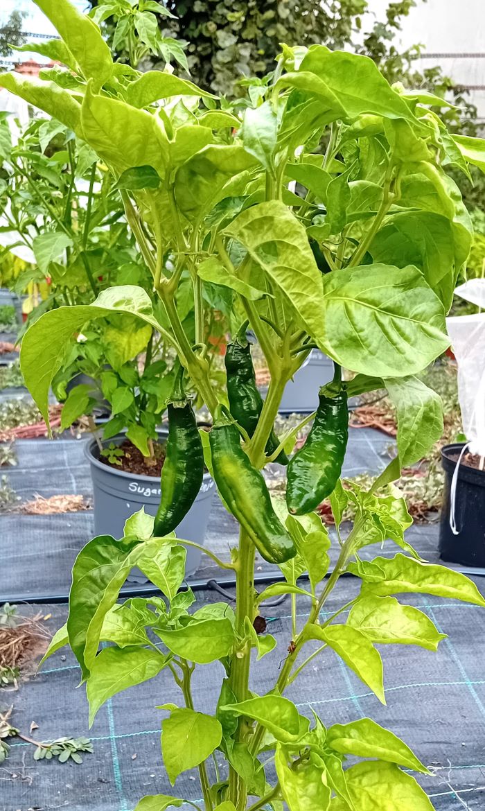 Răsad Ardei - Aji Panca Lima