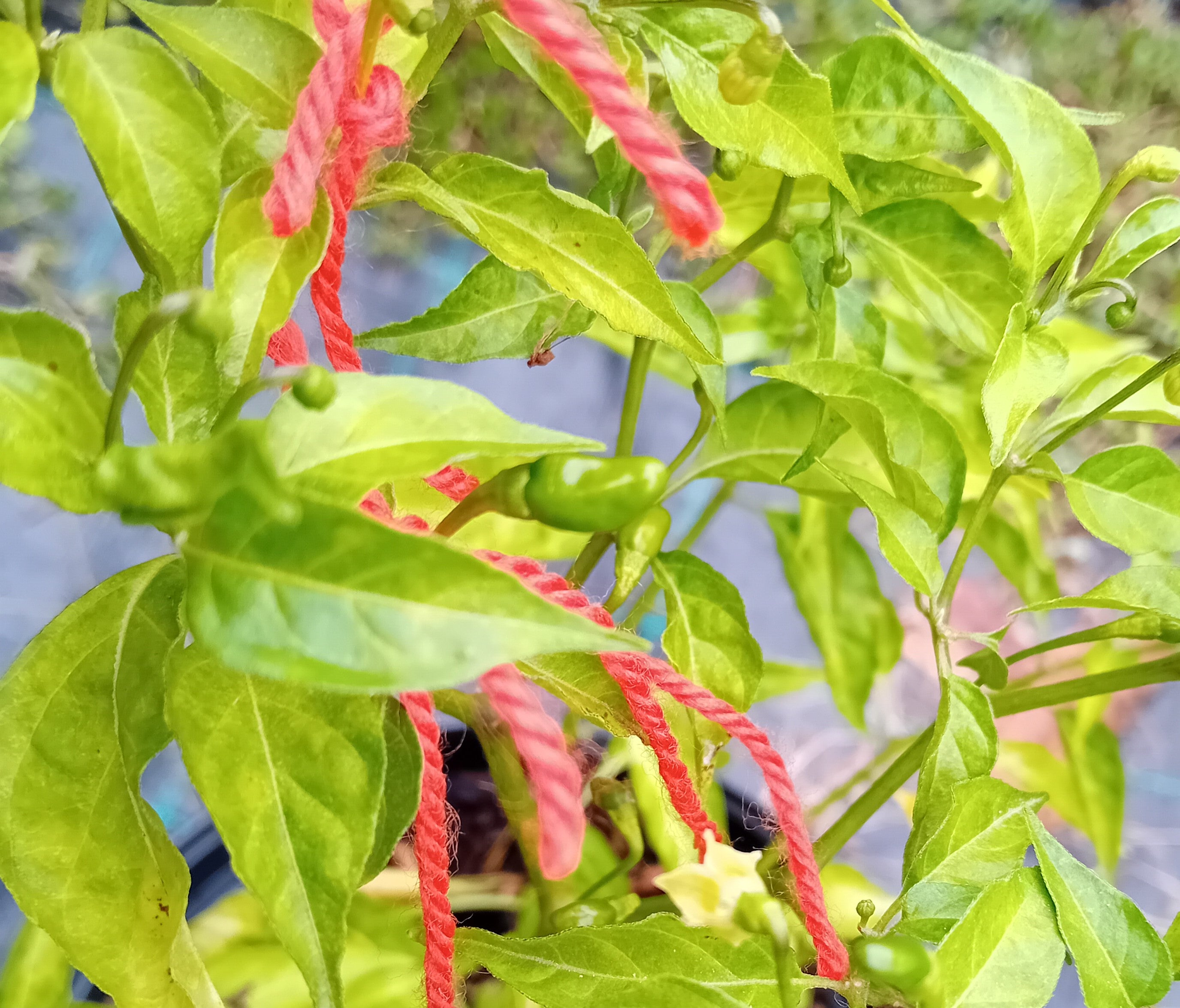 Răsad Ardei - Aji Guaguao