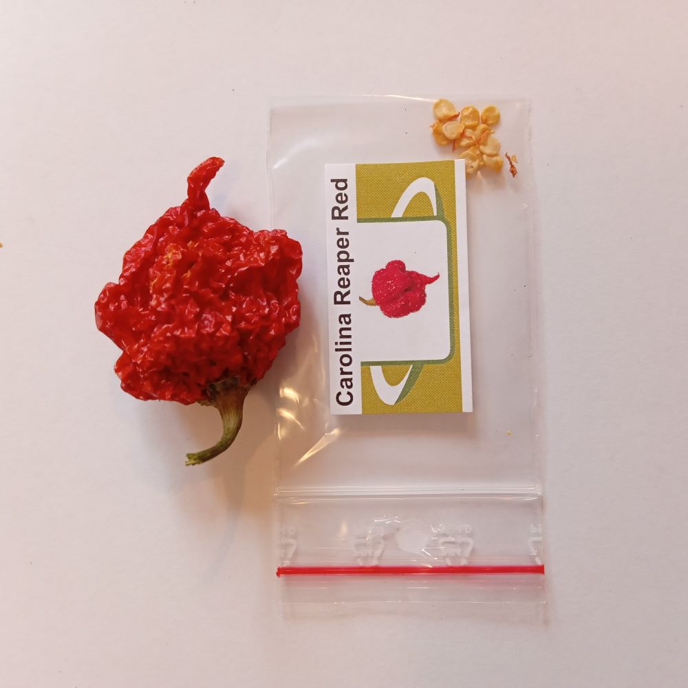 Seminţe Ardei - Carolina Reaper Red