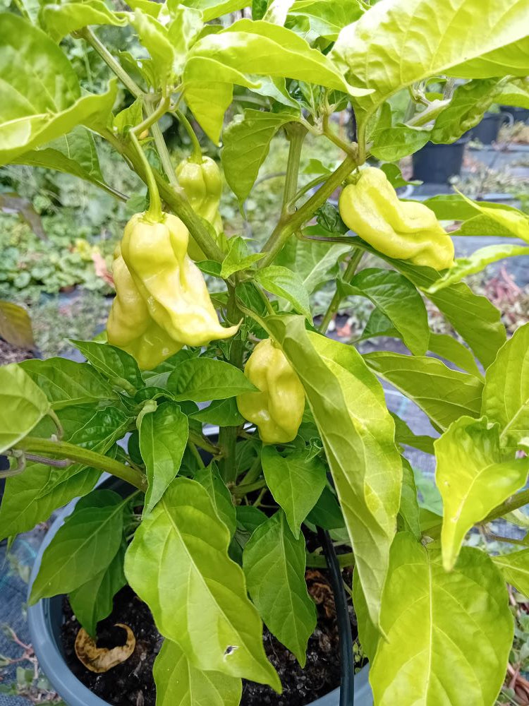 Pepper Seedling - Devil's Tongue Caramel