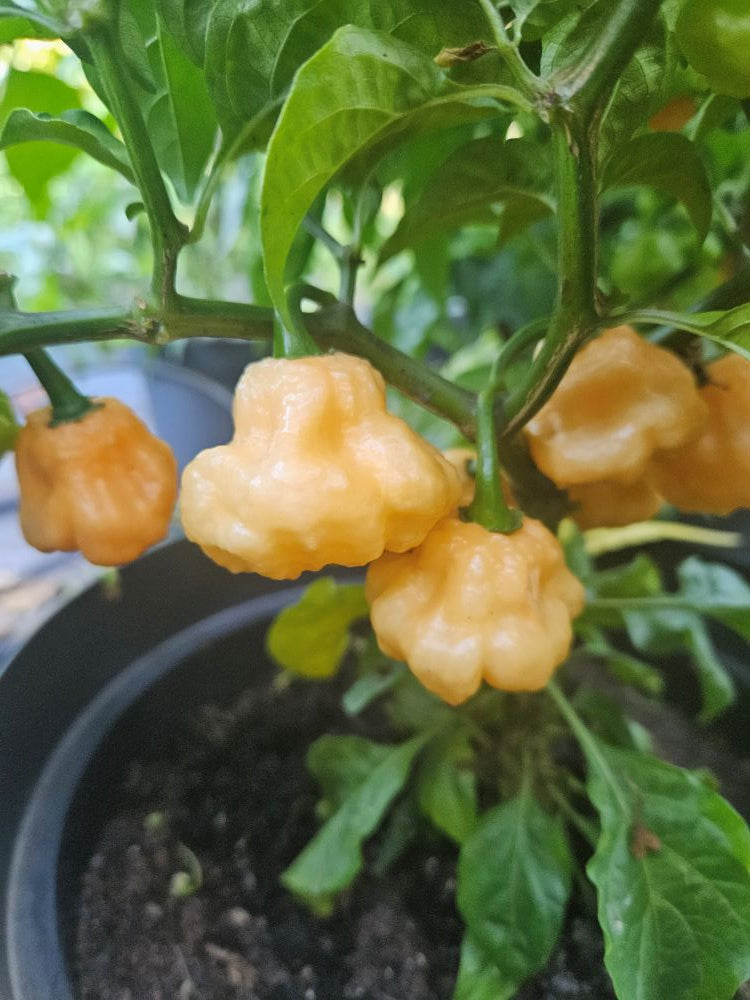 Seminţe Ardei - KS Starbrust Peach