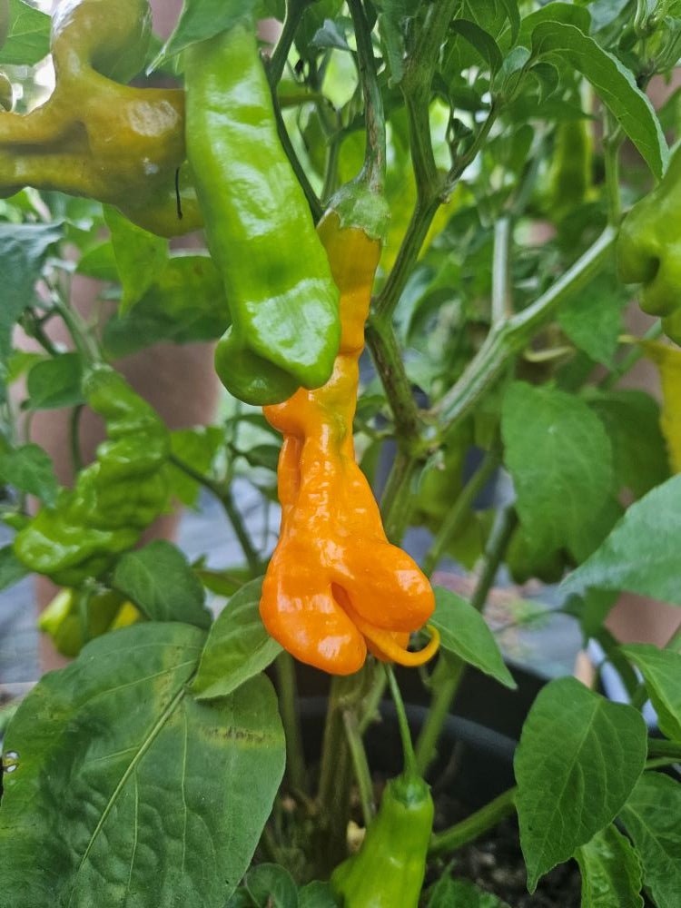 Seminţe Ardei - Aji Erotica Orange