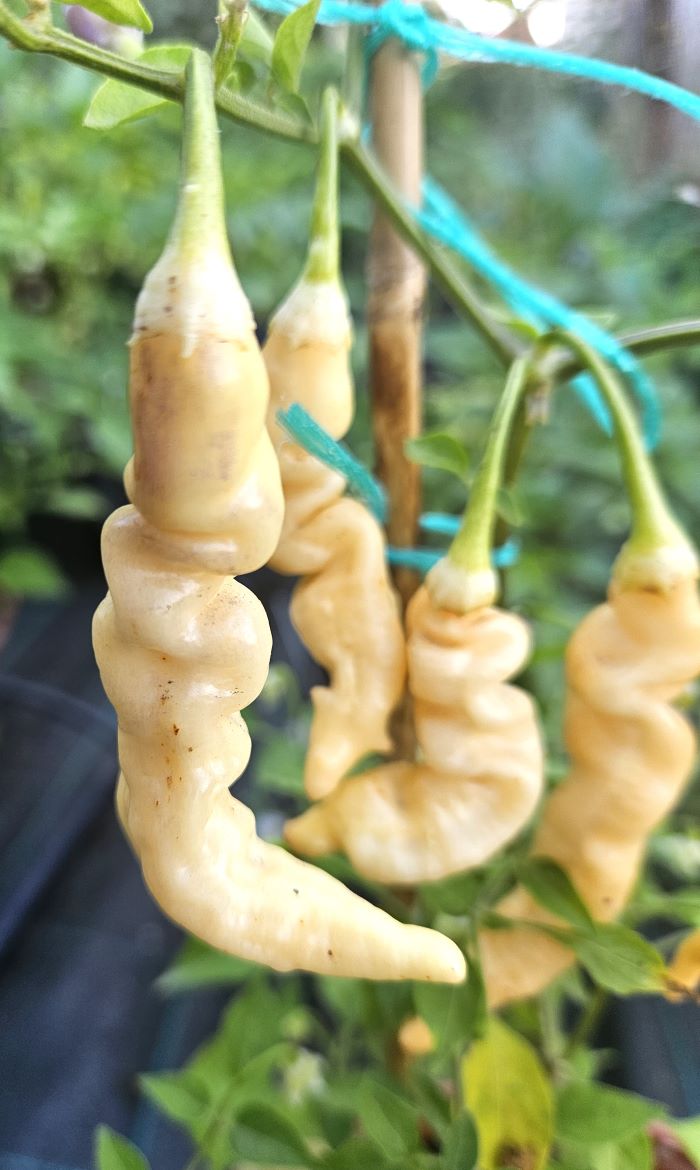 Răsad Ardei - Aji Melocoton