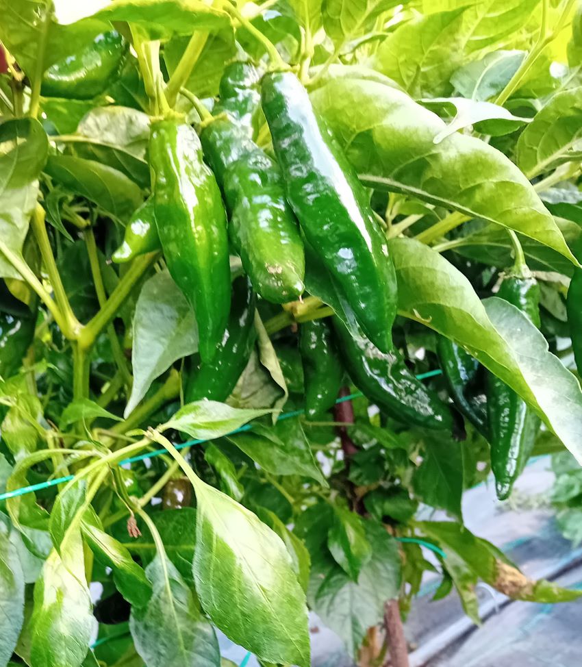 Răsad Ardei - Aji Panca