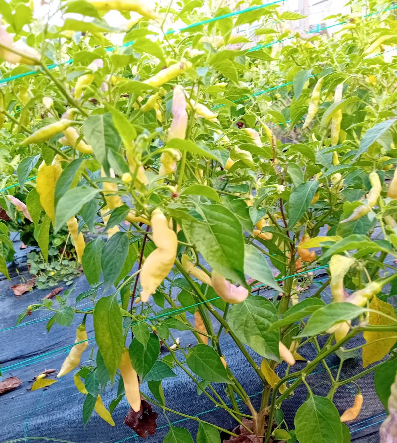 Răsad Ardei - Aji Pineapple