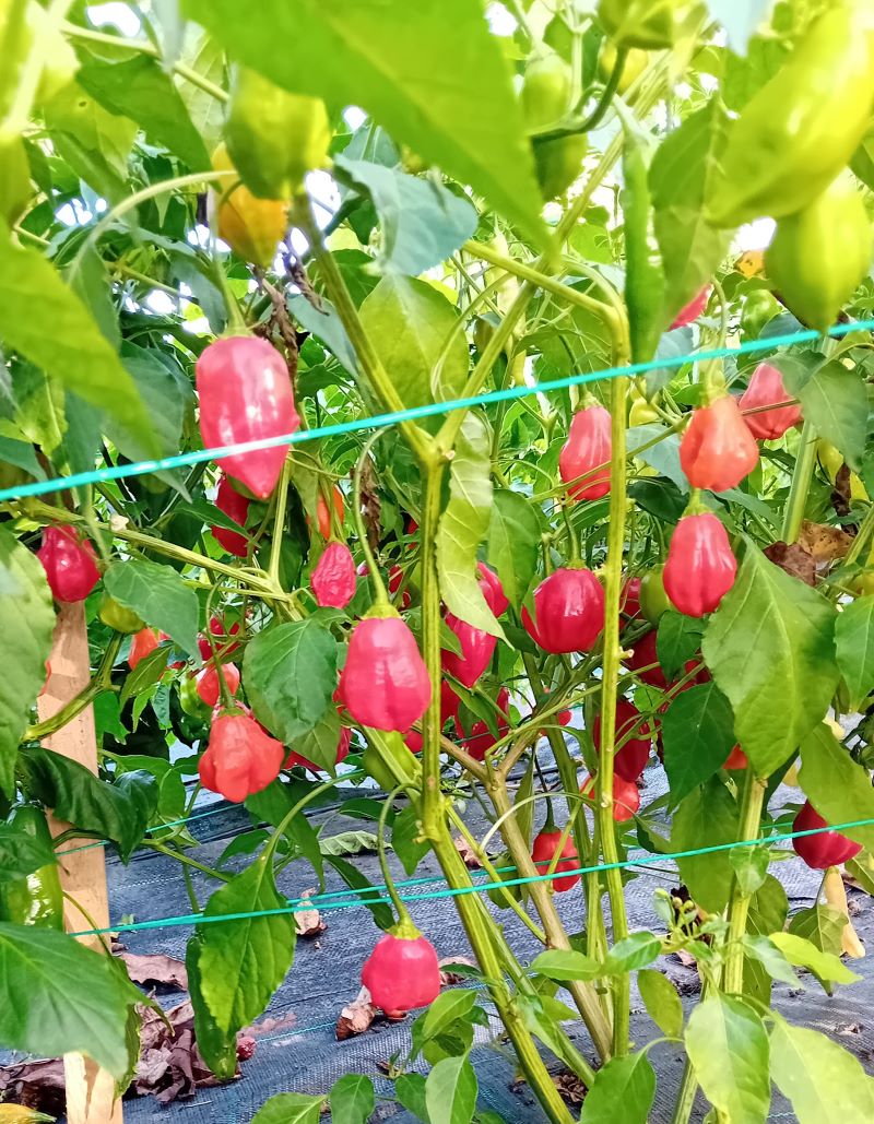 Răsad Ardei - Aji Rainforest