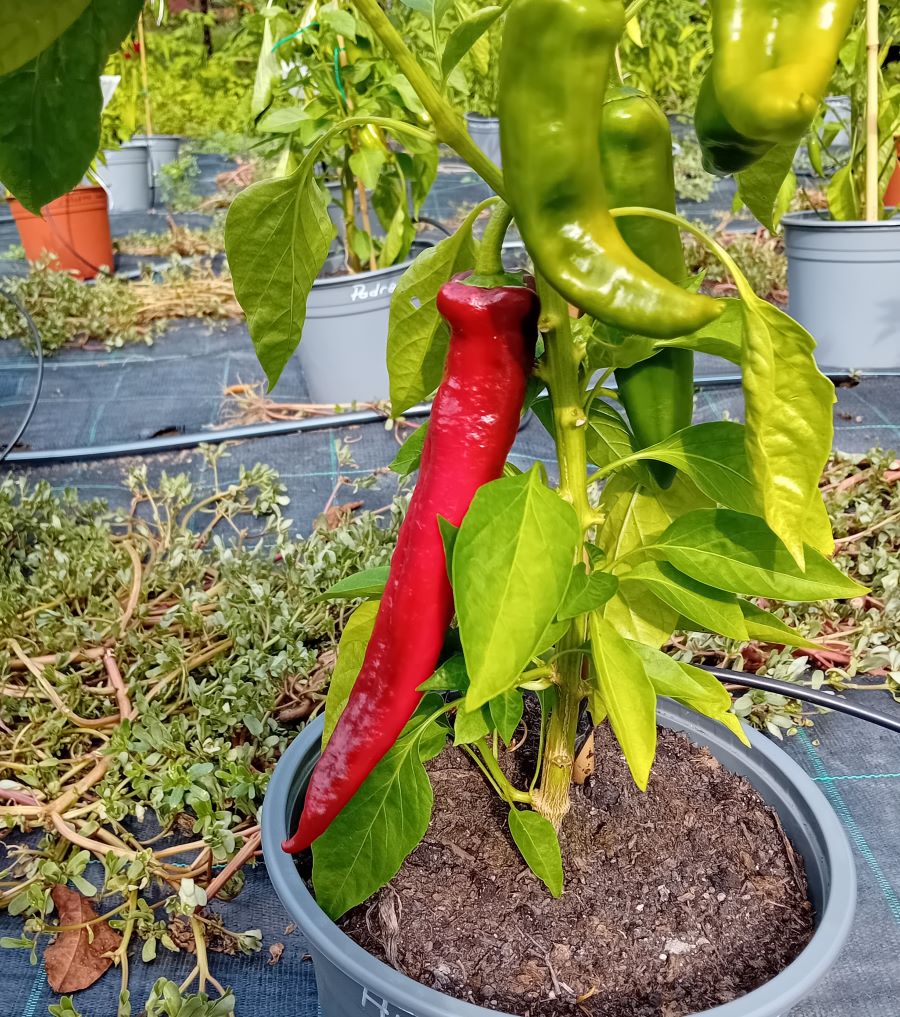 Răsad Ardei - Anaheim Sonora