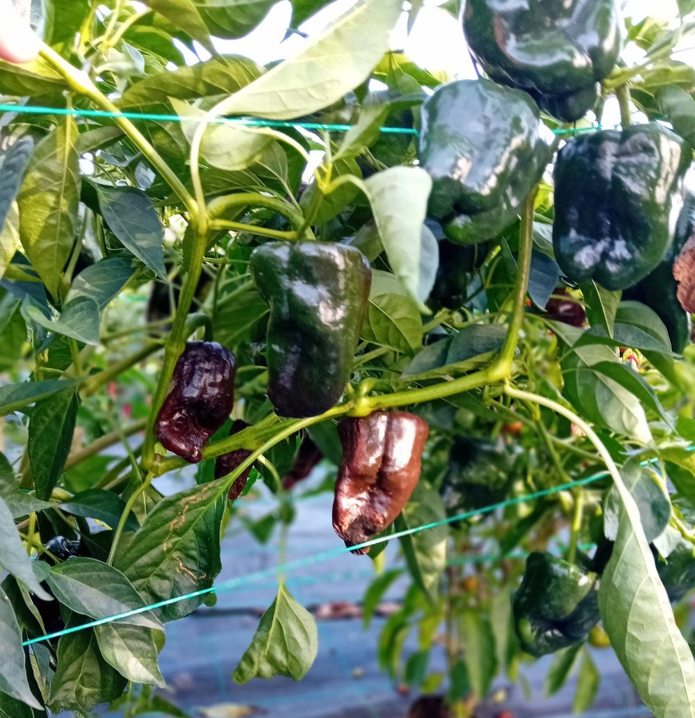 Răsad Ardei - Ancho Poblano