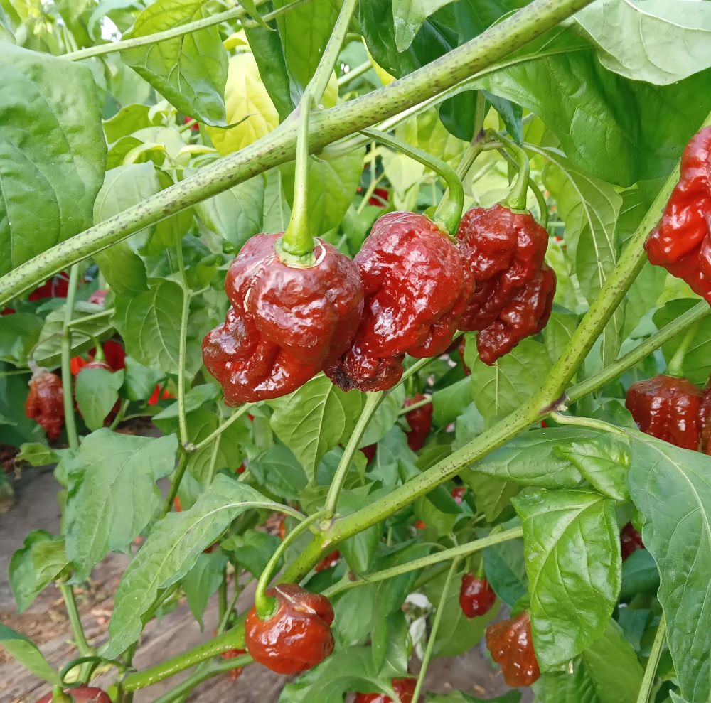 Răsad Ardei - Apocalypse Scorpion Chocolate