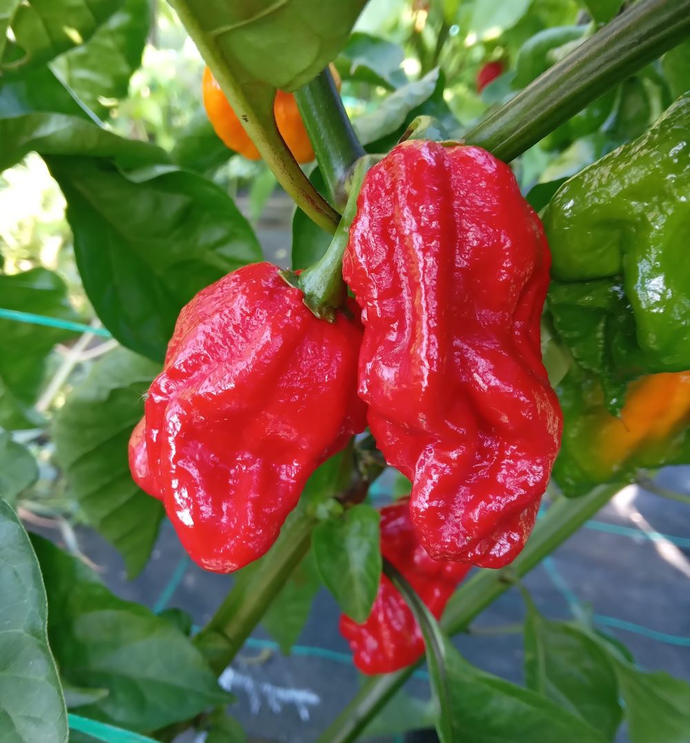 Răsad Ardei - Apocalypse Scorpion Red