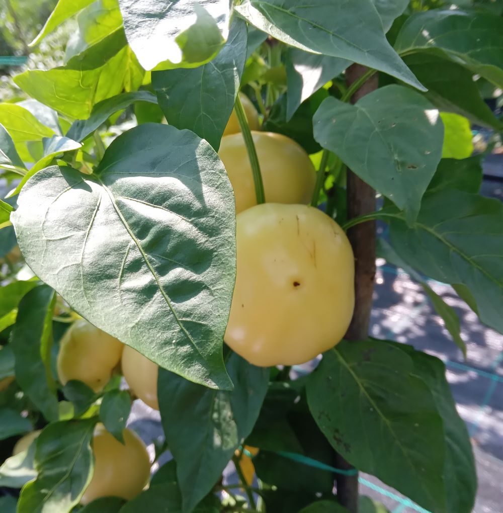 Răsad Ardei - Apple Pepper