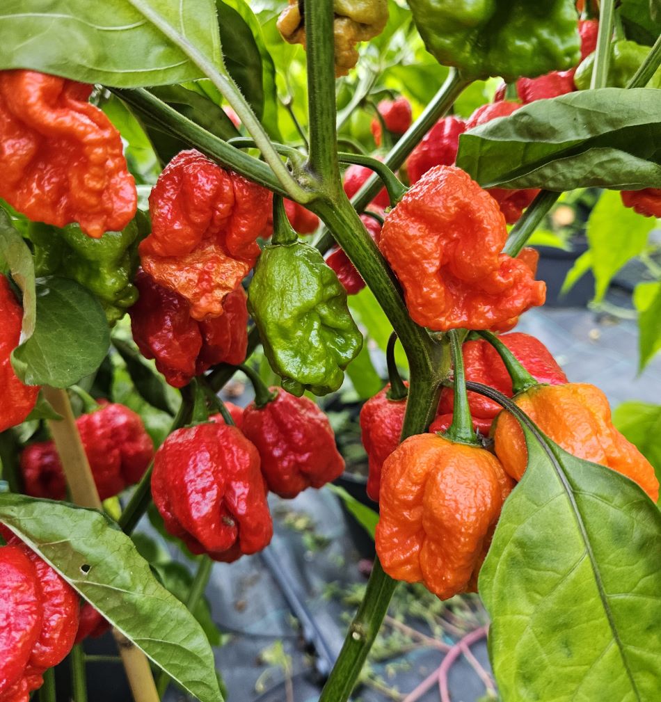 Răsad Ardei - Armageddon Red