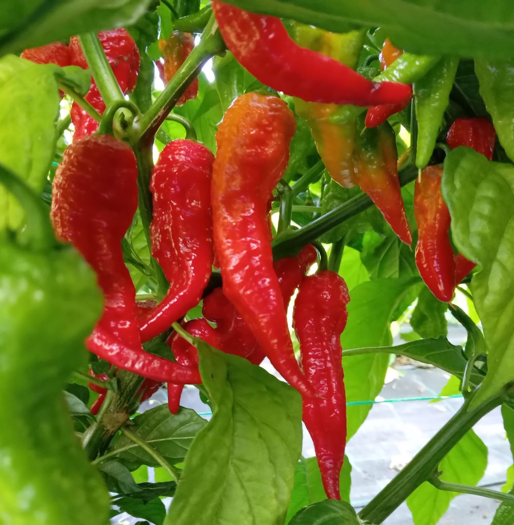 Răsad Ardei - Arrowhead