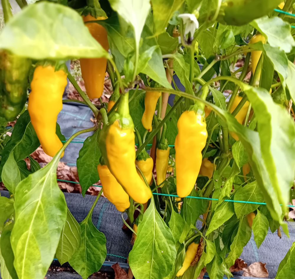 Răsad Ardei - Asti Gold