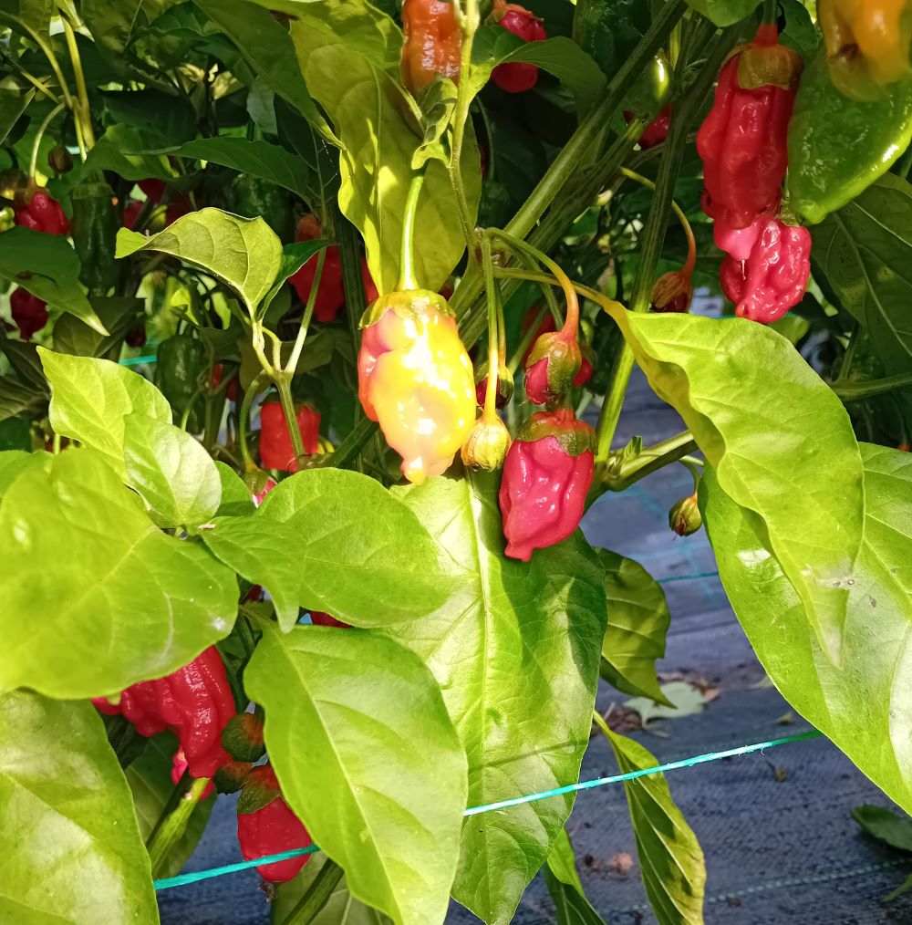 Răsad Ardei - BBG 7 RoughRider Red