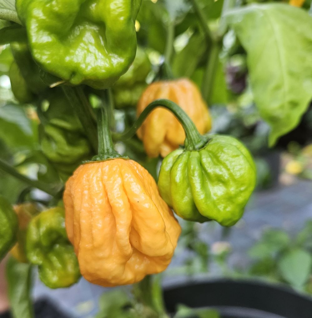 Răsad Ardei - Bahamian Goat