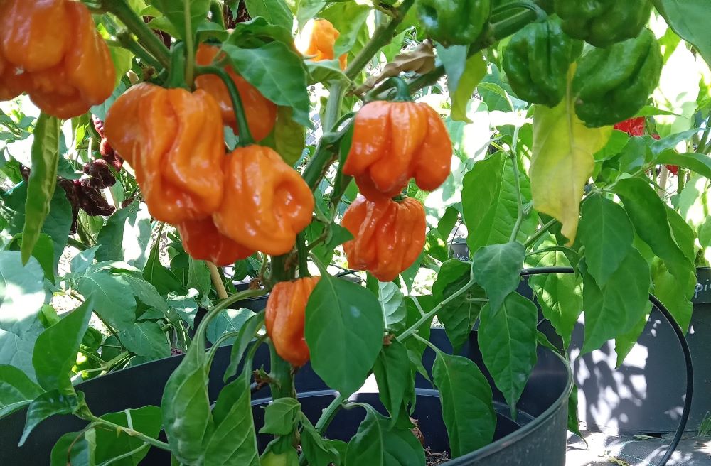 Răsad Ardei - Bahamian Goat