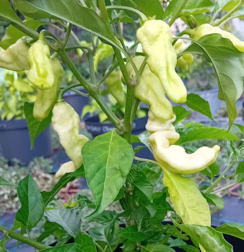 Răsad Ardei - Banestrain Yellow