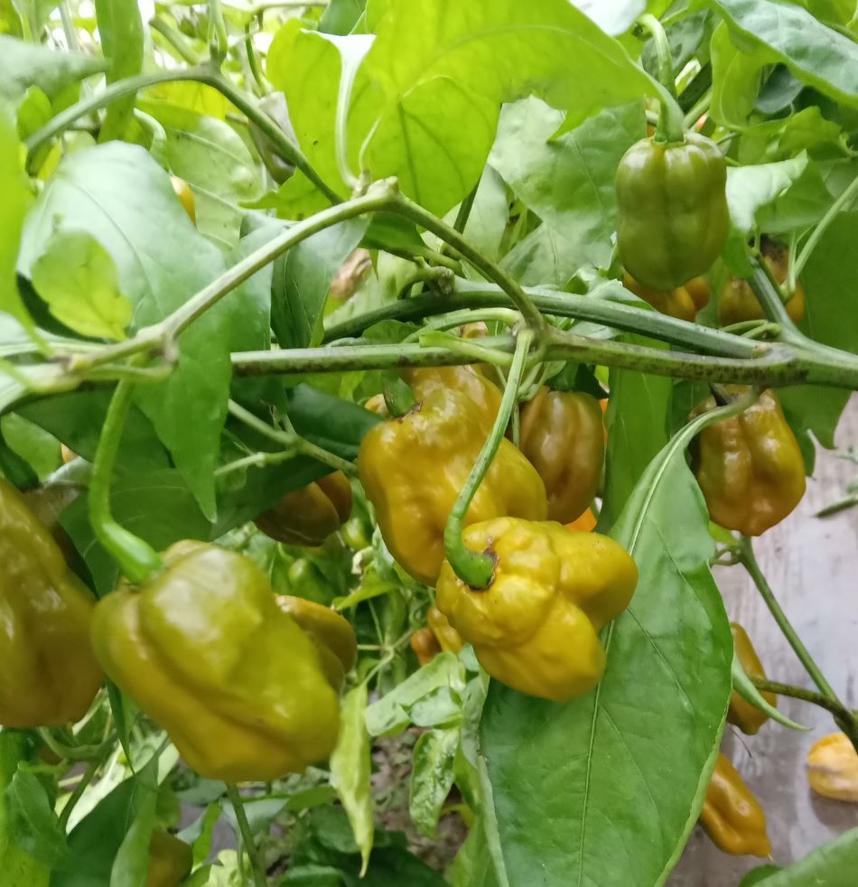 Răsad Ardei - Bhut Jolokia Mustard