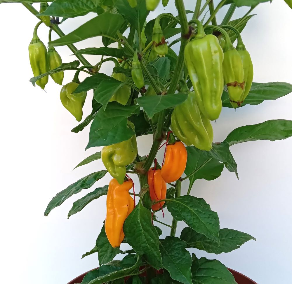 Răsad Ardei - Bhut Jolokia Peach