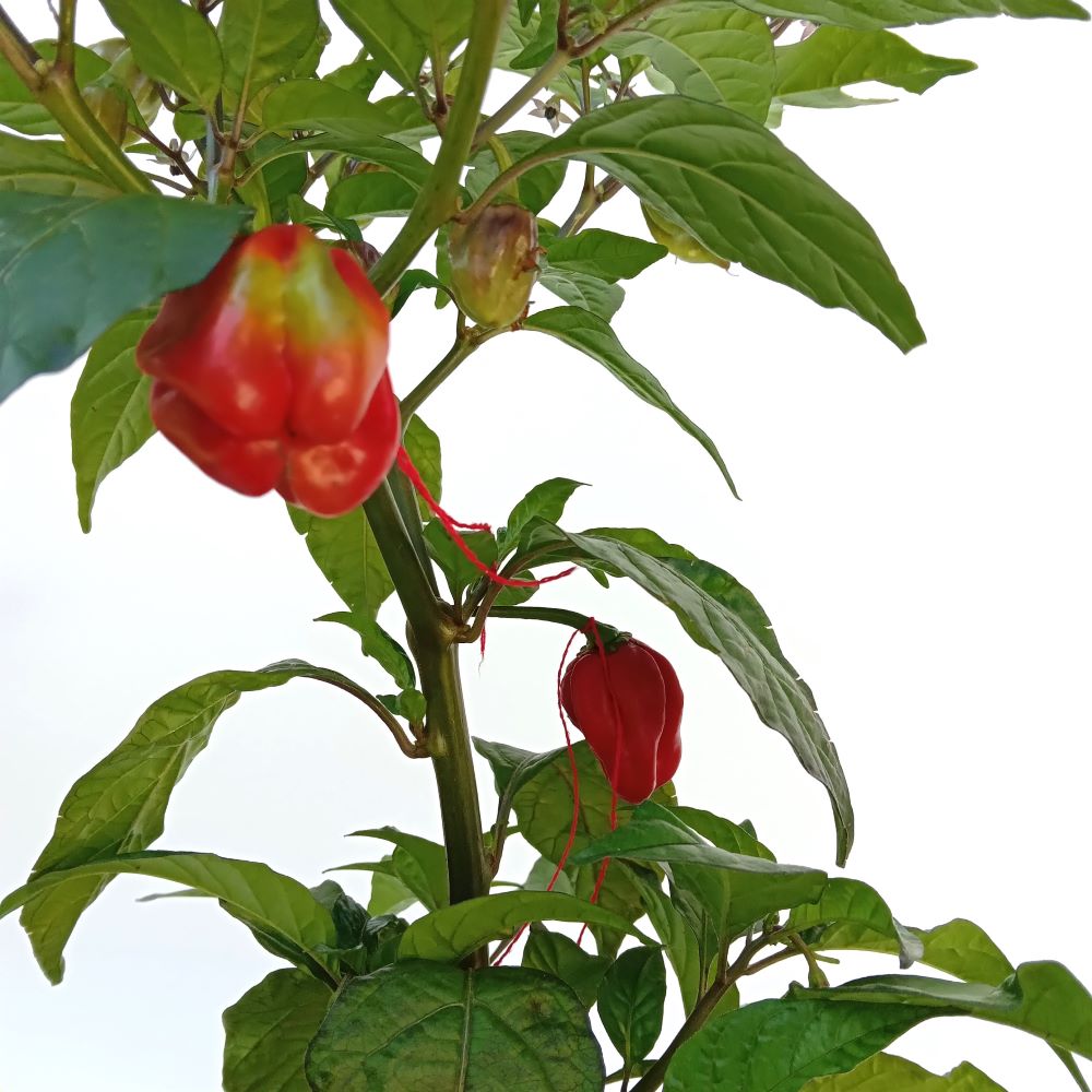 Răsad Ardei - Bhut Jolokia Purple