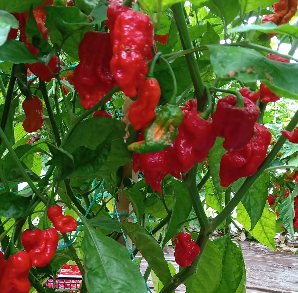 Răsad Ardei - Bhut Jolokia Red