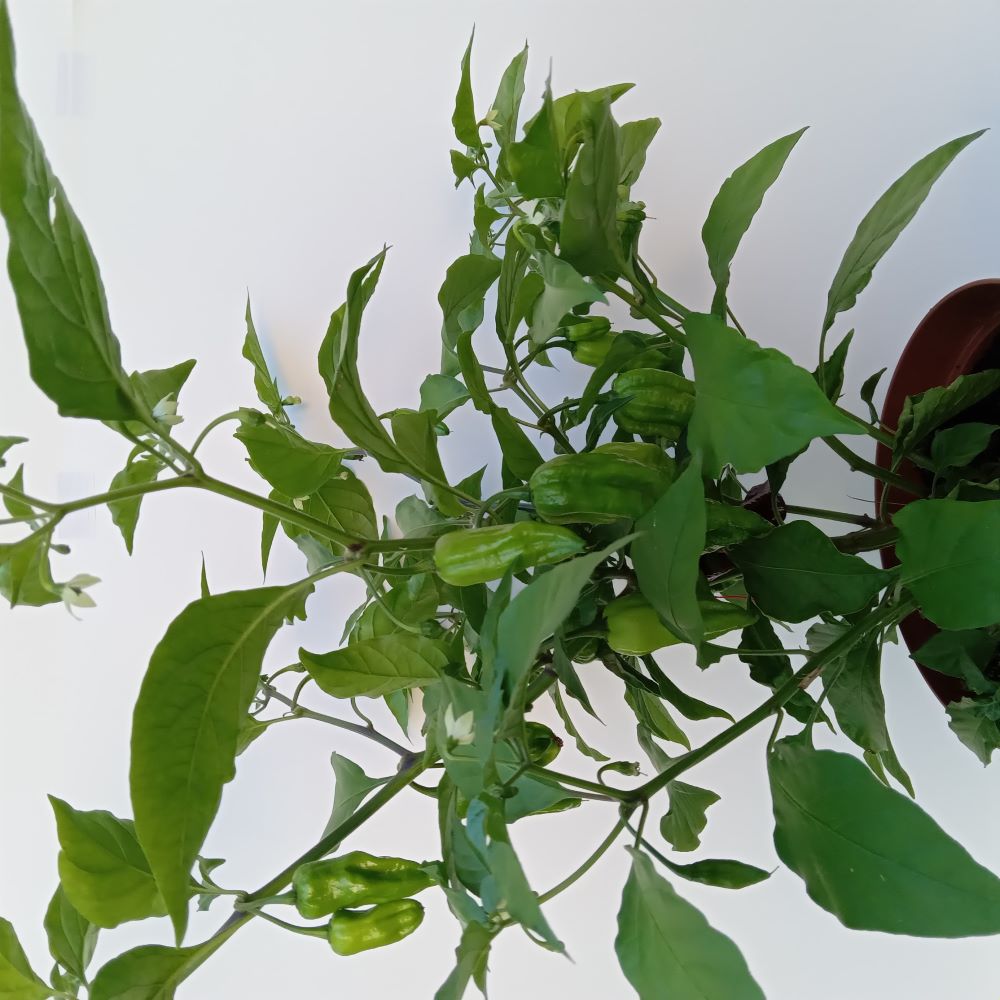 Răsad Ardei - Bhut Jolokia Solid Mustard