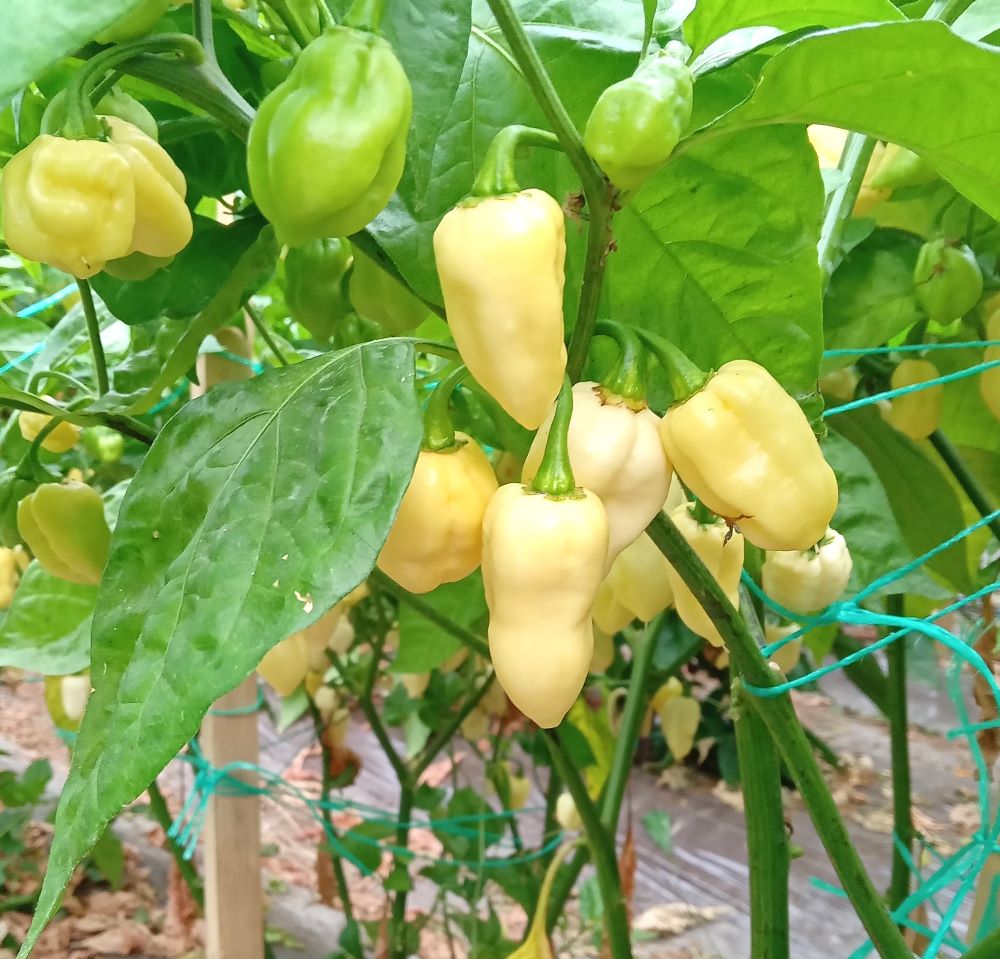 Răsad Ardei - Bhut Jolokia White