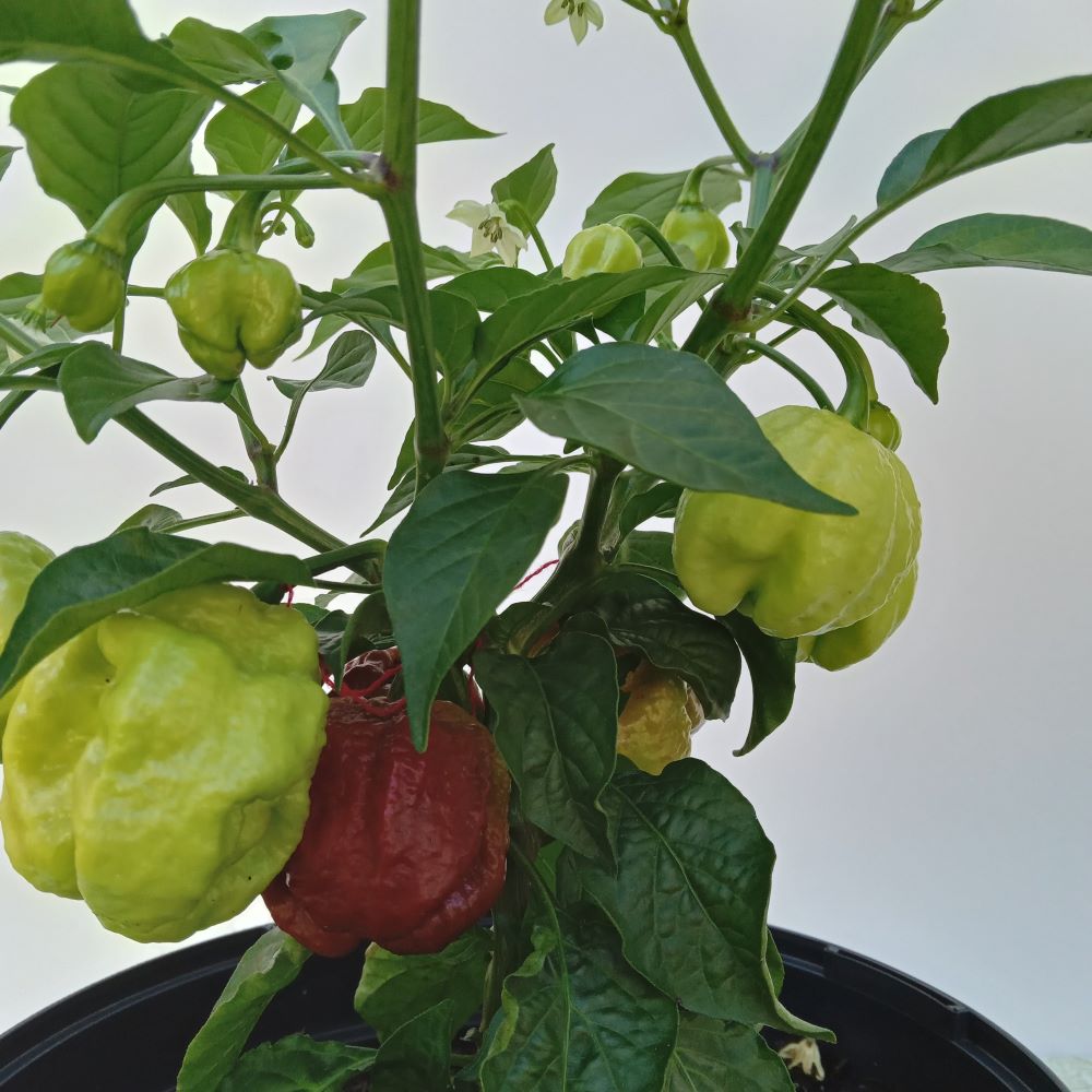 Răsad Ardei - Bhutlah Black