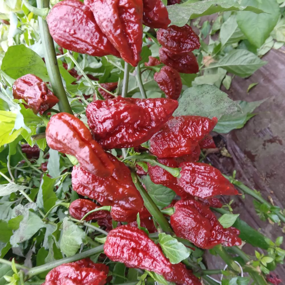 Răsad Ardei - Bhutlah Chocolate