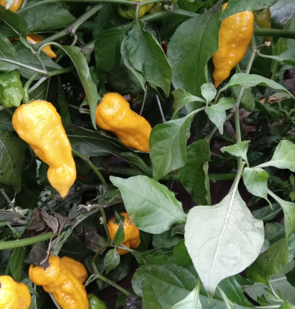 Răsad Ardei - Bhutlah Gold