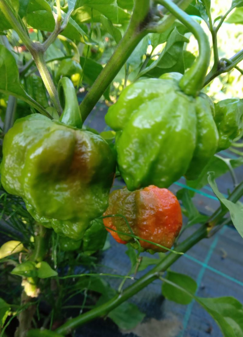 Răsad Ardei - Bhutlah Red