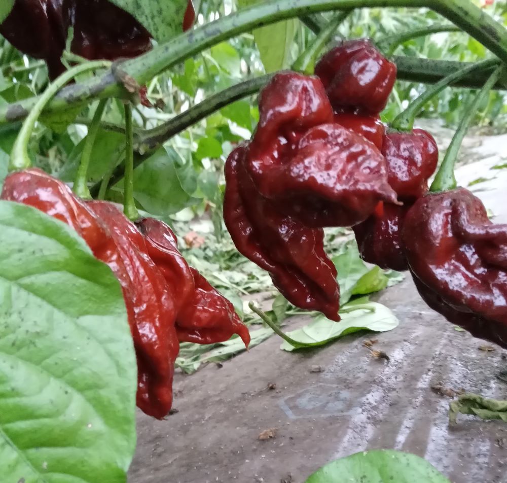 Răsad Ardei - Big Bang Naga Chocolate