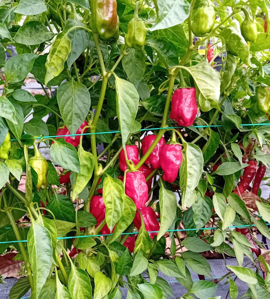 Răsad Ardei - Big Jamaican